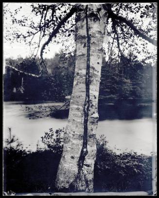 A birch tree bifurcates the center of the image in front of the Androscoggin River.