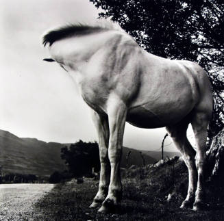 A black and white photograph of a white horse with head turned away from the viewer.