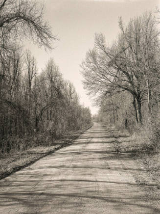A dirt road cuts through a landscape with bare trees on either side.