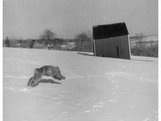 A black and white scene of a dog jumping in the snow by a barn overlooking bare trees and snowy…