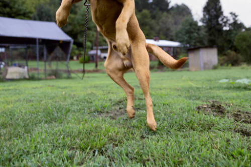 An image of the legs of a yellow-colored dog in the air over a grassy lawn. 