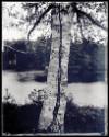 A birch tree bifurcates the center of the image in front of the Androscoggin River.