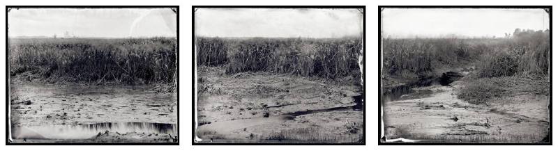 A tidal marsh scene showing brackish water and vegetation.