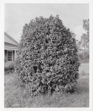 A large camellia shrub is placed prominently in the center of the photograph with a small white…