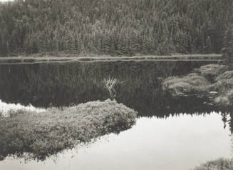 A black and white photograph of a pond with dense trees in the upper third of the composition r…