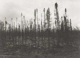 A black and white photograph of a fire-ravaged forest. Thin-trunked, branchless pine trees crea…