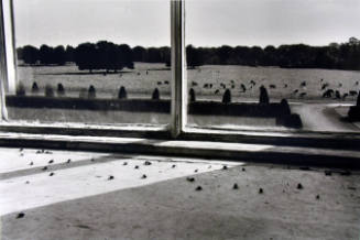 A black and white photograph of an interior windowpane with fly carcasses beyond which is a gra…