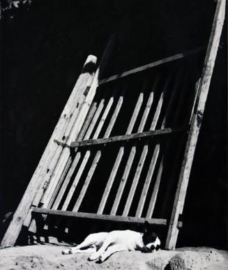 A black and white photograph of a dog sleeping under a wooden gate.