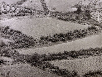 A black and white photograph of an aerial view of vegetation or crops in a grid pattern.