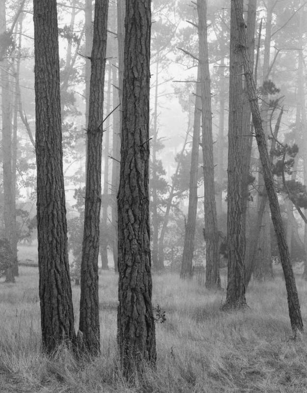 Monterey Pines in Fog, Monterey California