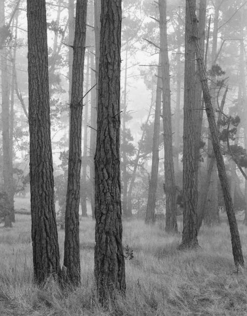 Monterey Pines in Fog, Monterey California