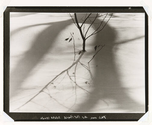 A black and white image of a lone tree and its shadow cast against the snow. 