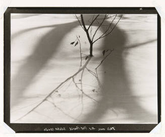 A black and white image of a lone tree and its shadow cast against the snow. 