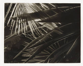 A black and white photograph of overlapping palm fronds.