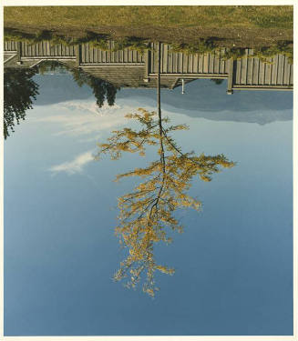 An up-side-down yellow leaf tree against a landscape of mountains beyond a residential wooden f…