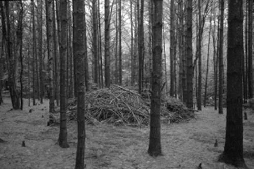 A black and white photograph of a mound of sticks in the middle of a forrest.

