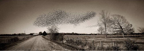 A black and white photograph of a flock of birds flying over a dirt road in the countryside.

…