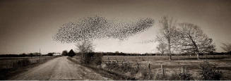 A black and white photograph of a flock of birds flying over a dirt road in the countryside.

…