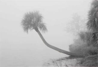 A black and white photograph of a palm tree on Ossabaw Island, GA jutting out into the fog.
