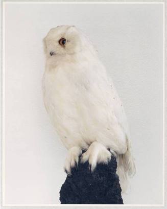 A color photograph of a white owl on a post posed against a white background. 