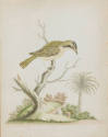 A brown Spotted Gray Pate or Kentucky Warbler bird perched on a twisted root.