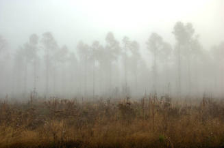 Tall grasses and wildflowers bisect a landscape with a pine tree forest in the distance veiled …