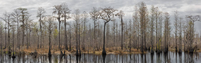 A panorama of cypress trees reflected in the water of the swamp.