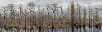 A panorama of cypress trees reflected in the water of the swamp.