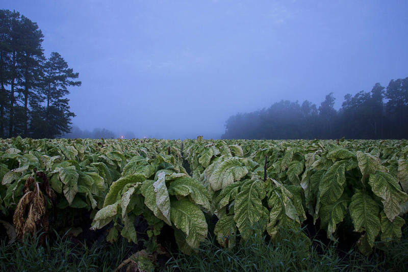 Rows of green tobacco plants in a hazy dark blue dawn. 