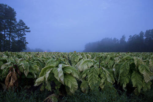 Rows of green tobacco plants in a hazy dark blue dawn. 