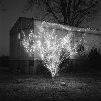 In the foreground, a sapling tree is strung with small lights and in the background, a white mo…